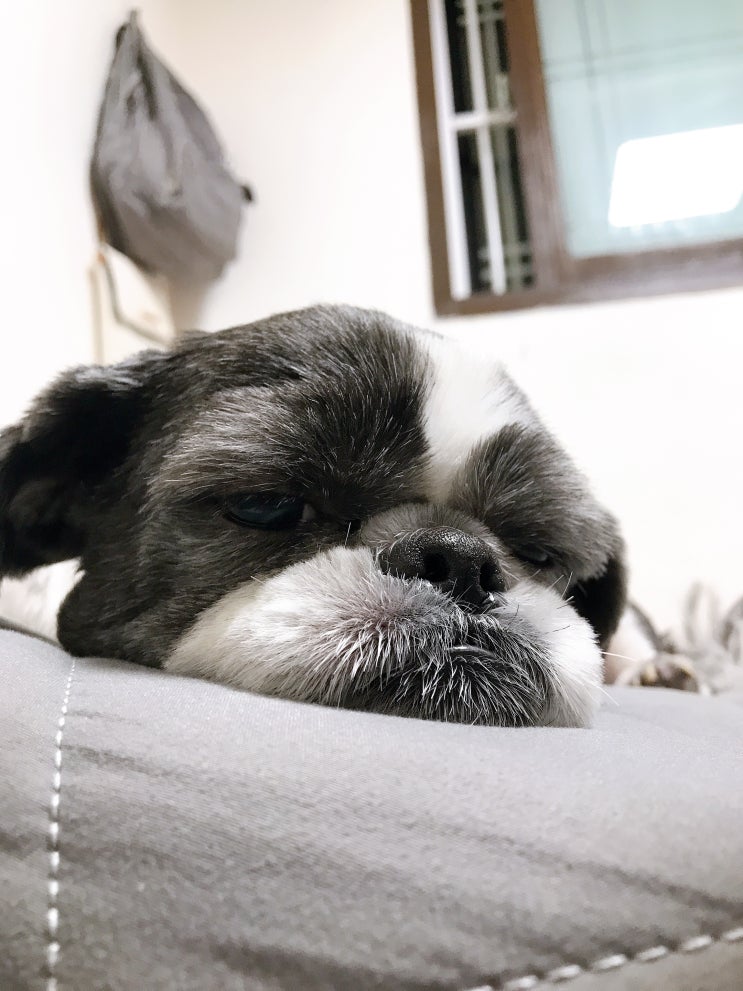  강아지 기운없음 이유와 해결방법!