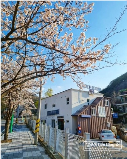  태백카페, 태백맛집::희귀식물과 맛있는 수제쿠키가 있는 <가든인블룸>