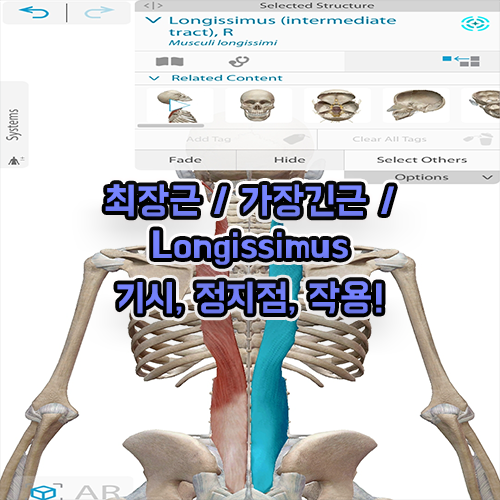 척주기립근 : 최장근 / 가장긴근 / Longissimus(두최장근, 경최장근, 흉최장근)