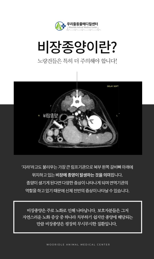 개의 비장이 파열되는 이유