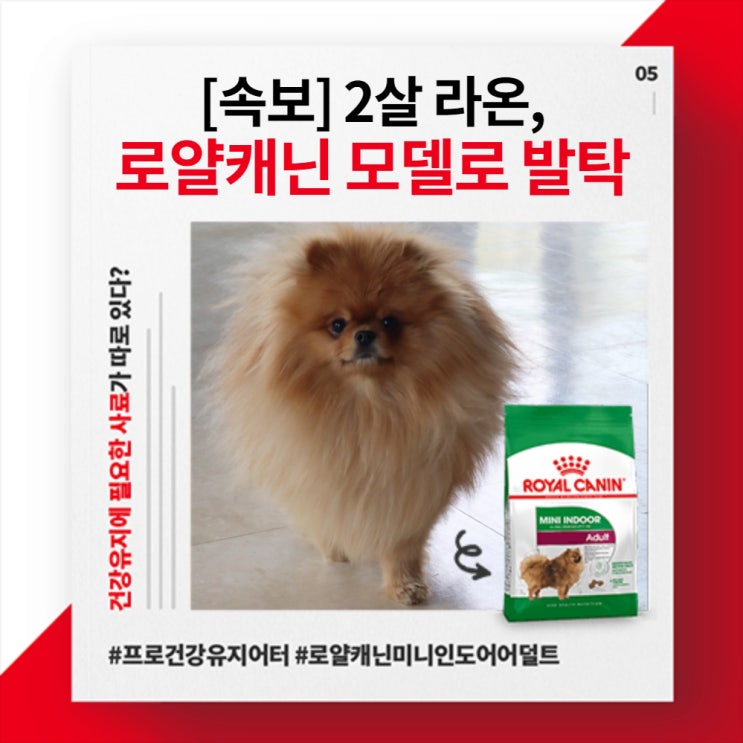 로얄캐닌에서 모델견을 찾는다네요!!!