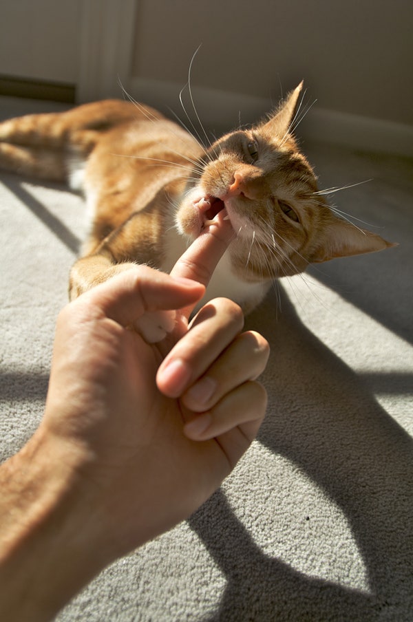 고양이 입질 이유는 사람의 행동 때문! 새끼고양이 입질 : 네이버 블로그 고양이 입질 이유는 사람의 행동 때문! 새끼고양이 입질 : 네이버 블로그