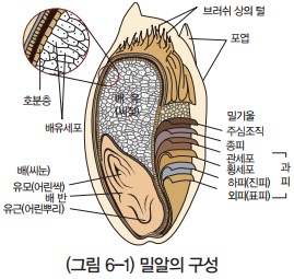  [밀]밀가루의 분류와 성분 및 이용