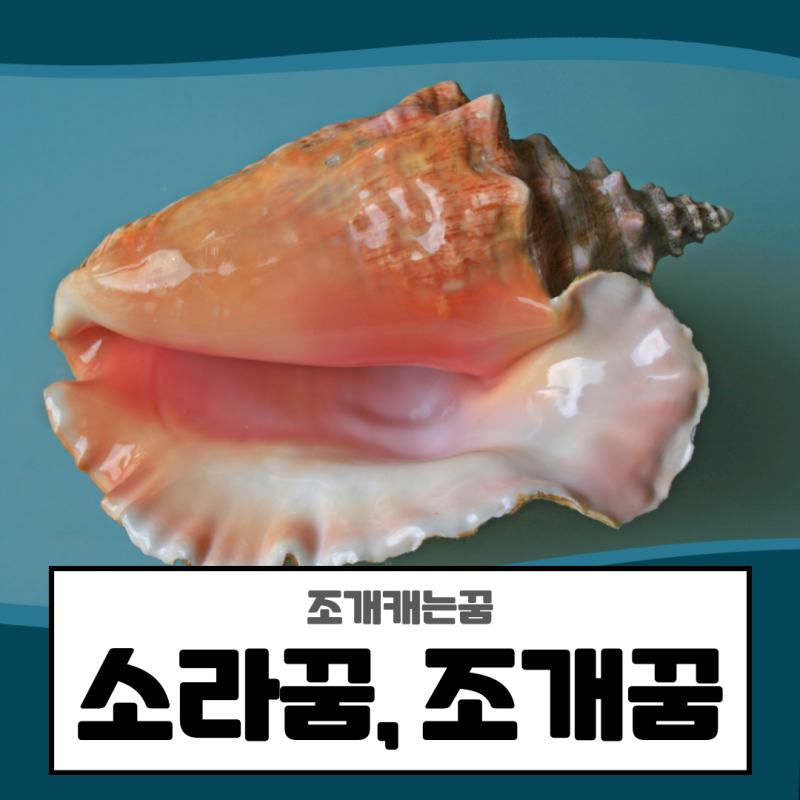 소라꿈, 조개꿈 조개캐는꿈 등 꿈해몽 풀이