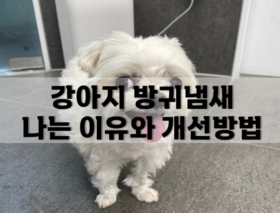 강아지 방귀냄새 나는 이유와 개선방법 알려드려요.