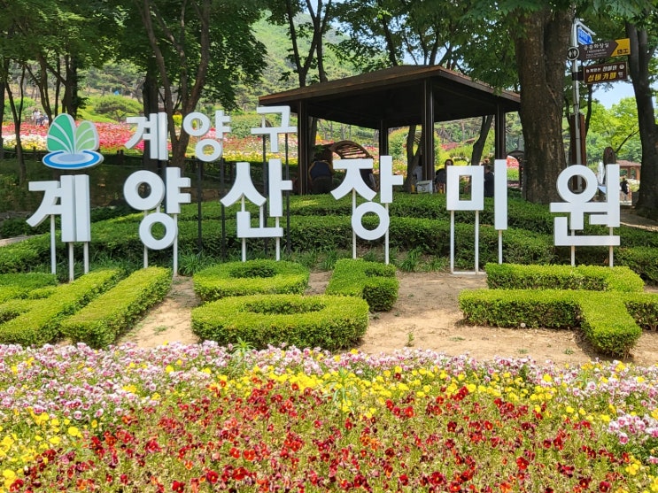 인천 계양산 장미원 인천 계양산 장미원