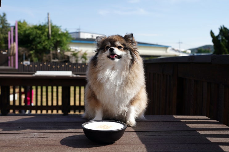  안성 애견카페 애견운동장 풀독 (FULLDOG) 마리와 함께 다녀왔어요