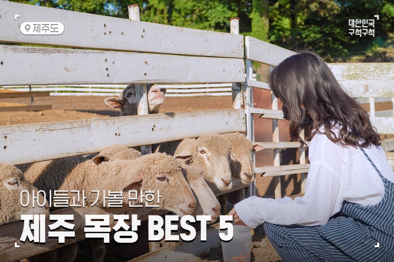 제주 아침미소목장 체험 제주도 목장 카페 국내 가볼만한곳