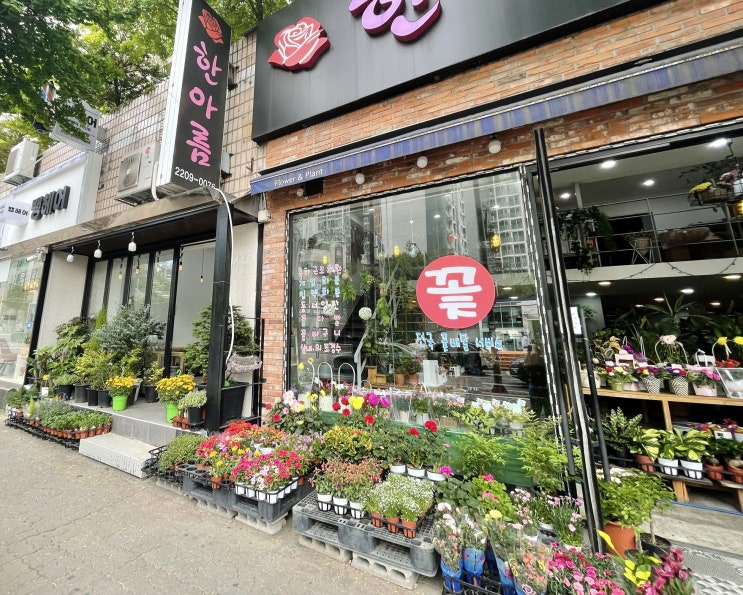  [한아름농원] 다양한 모종과 식물들이 가득한 중랑구 신내동 꽃집 한아름농원/하남하훼단지 구경가기