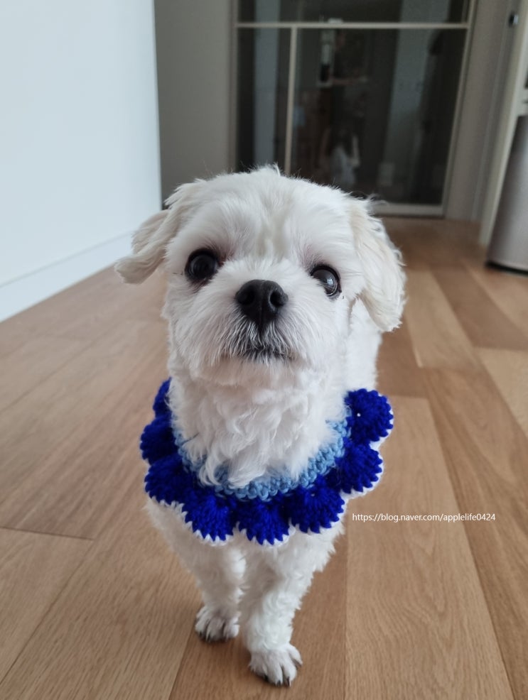  우리집 강아지 댕댕이 보고가세용 _ 하선생님 시리즈 1탄