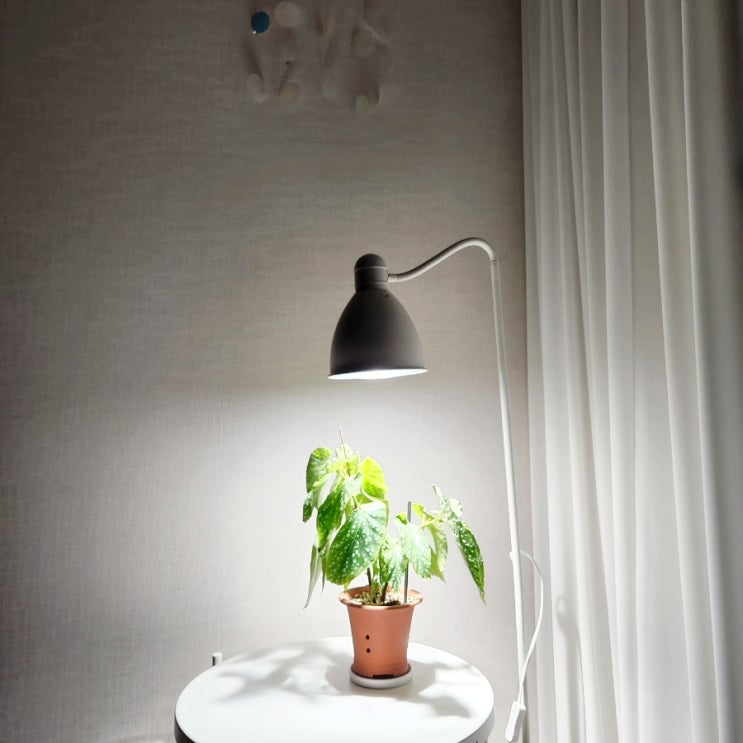 식물등 사용 후기, 필립스 LED 가정용 식물램프 15.5W PAR38 E2 백색, 이케아 레르스타 조합