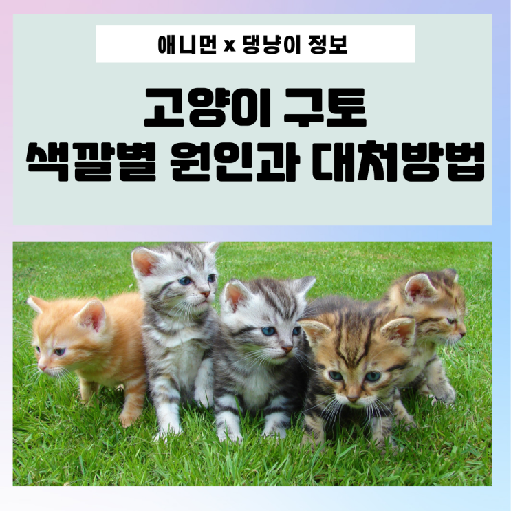  [댕냥이 정보] 고양이 구토 시 색깔별 원인과 대처방법