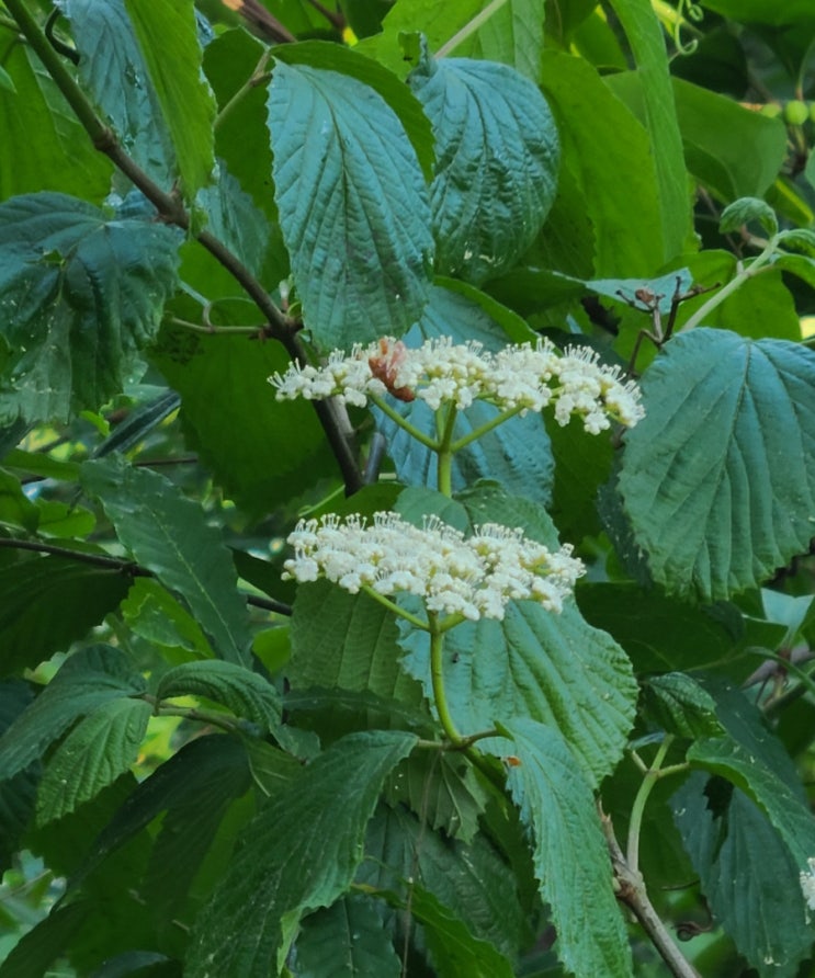  군산호수(옥산저수지) 수변로에서 만난 야생화(인동덩굴, 가막살나무)