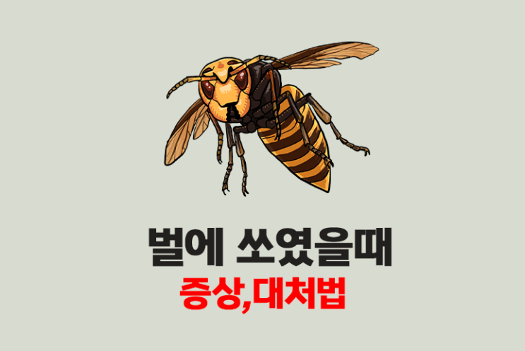  벌에 쏘였을때 증상 대처법