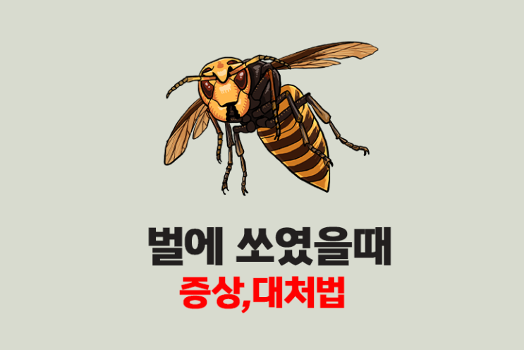 벌에 쏘였을때 증상 대처법