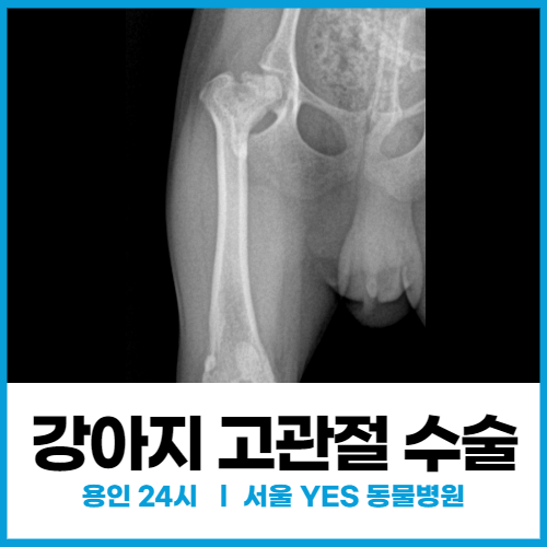 [외과] 강아지 고관절 수술, 발절음 현상을 보이는 대퇴골두 허혈성 괴사증 (24시 동물병원)