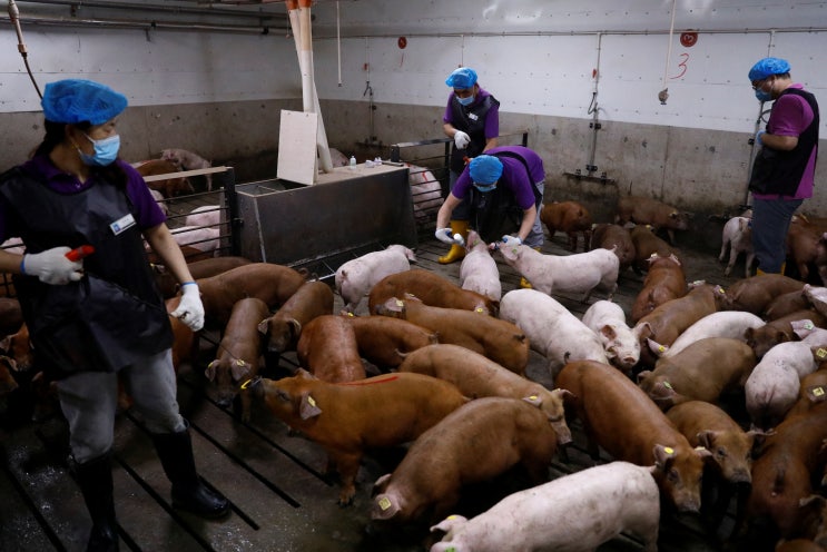 중국 연구진 "세계 최초 돼지 복제 전면 자동화 성공"