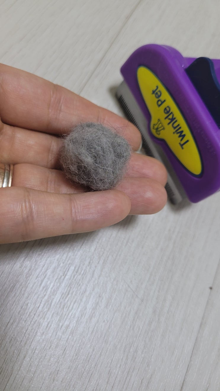 아깽이 블루 단모종 아비시니안고양이 +32일째 첫 털공만들기