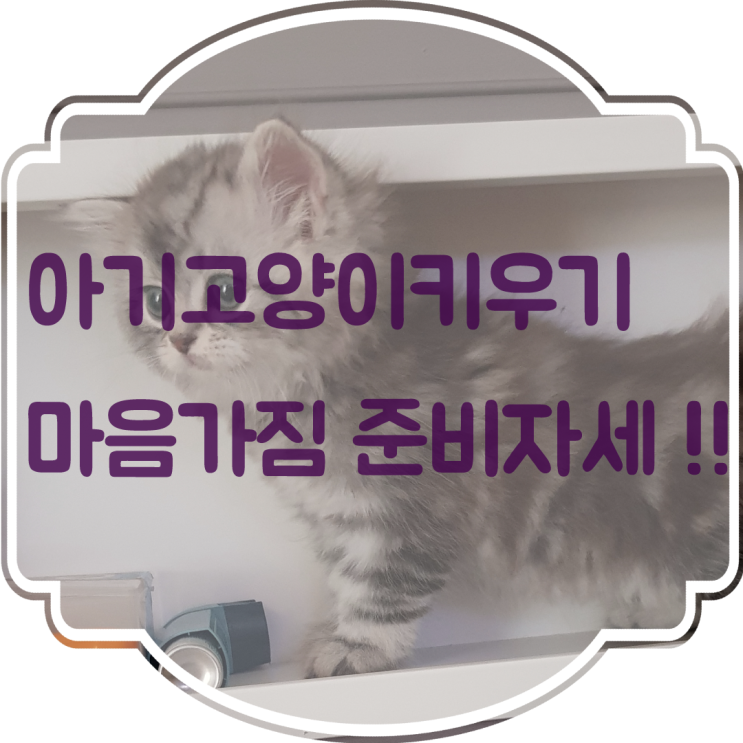  아기고양이키우기 마음가짐 키우기전 준비자세 ~!!