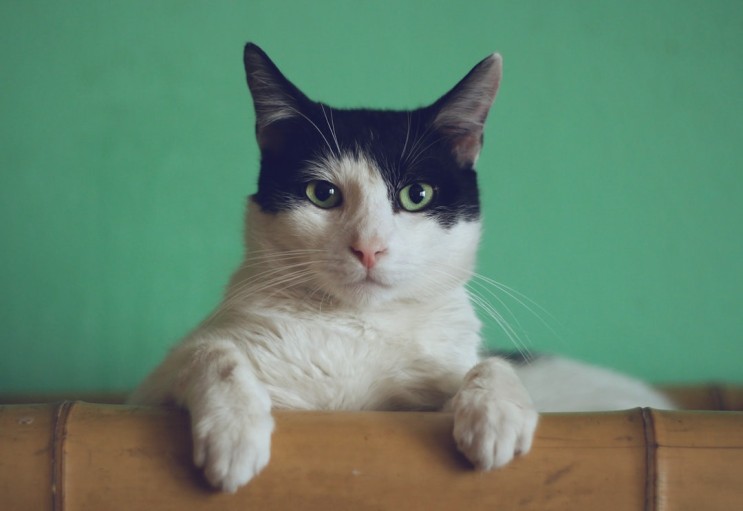 소설리뷰 | 고양이 '나'의 눈에 비친 인간세상 ㅣ『나는 고양이로소이다』, 나쓰메 소세키