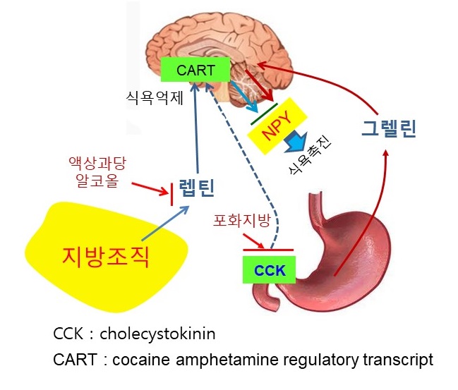  식욕조절호르몬과 신경전달물질, 렙틴(leptin), 그렐린(ghrelin), CCK(cholecystokinin), NPY, CART