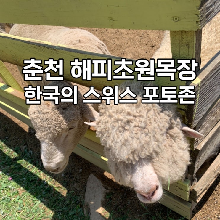  춘천 해피초원목장(+한국의 스위스 포토존)