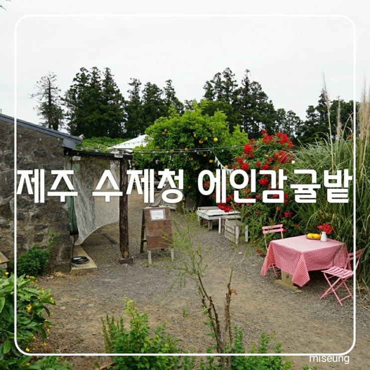 제주 원데이클래스 서귀포 카페 수제청만들기 제주 에인감귤밭  감성터짐 너무이뻐!!