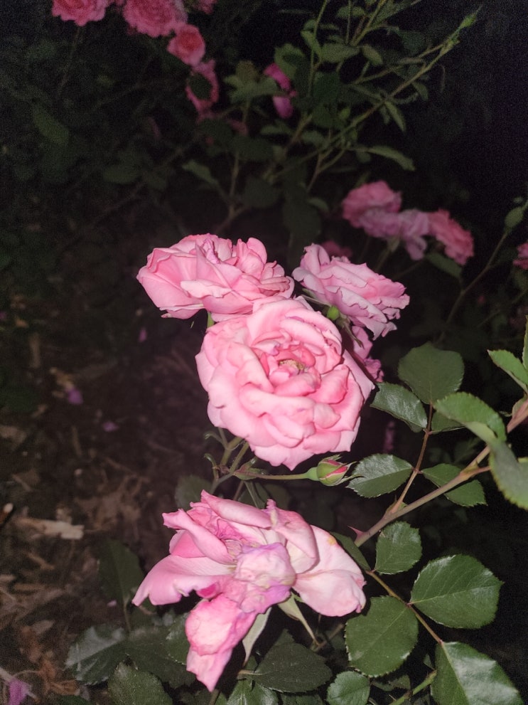  억제기와 사슬에 묶이다