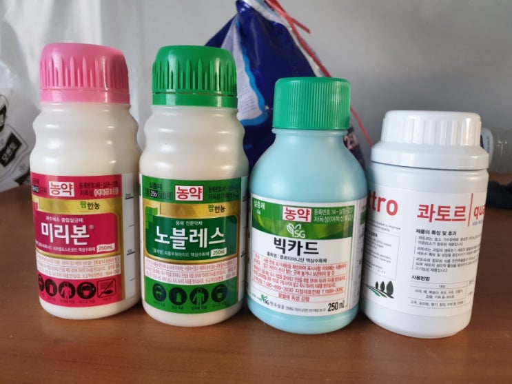  [연동하우스] 응애, 진딧물, 가루이 약 치기
