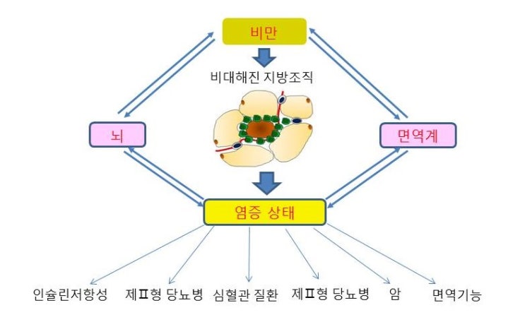  비만과 암발생위험, 만성염증, 운동의 암예방효과