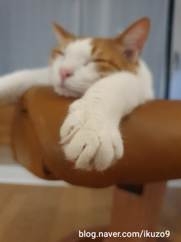  고양이 발톱 깎는 법