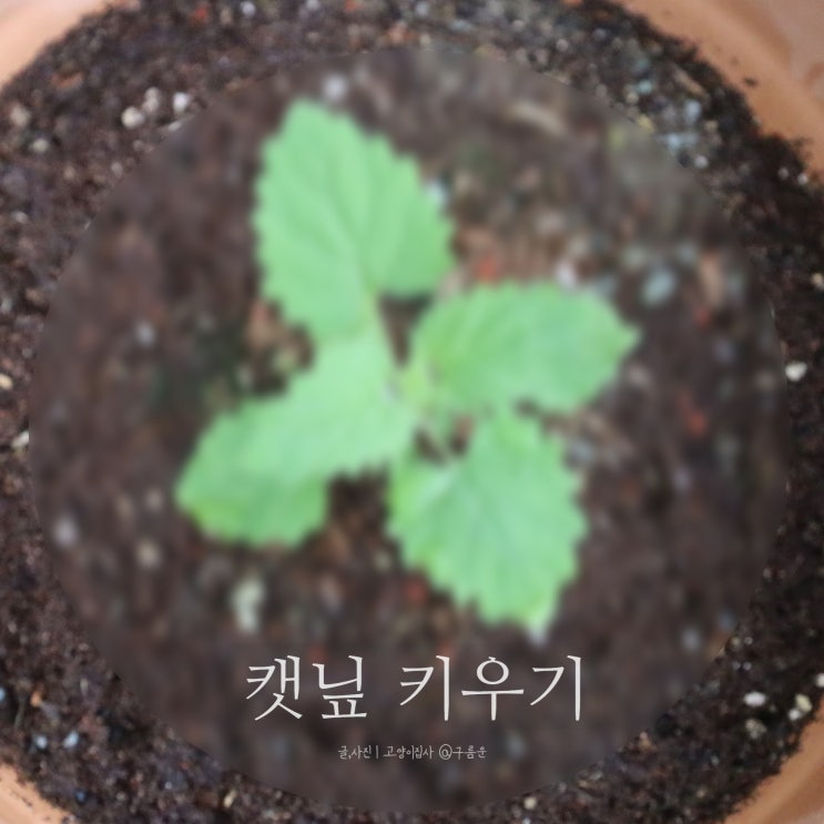  캣닢 키우기 2탄, 30일간의 변화! 그 결과는?