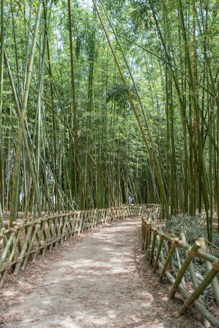 [가볼만한 곳]울산 태화강 국가정원 십리대숲