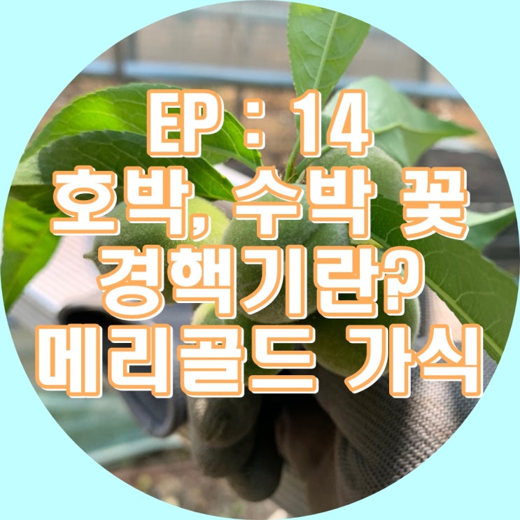 Ep14 : 호박,수박 꽃 / 복숭아 적과 끝! / 복숭아 병해충 / 메리골드 가식