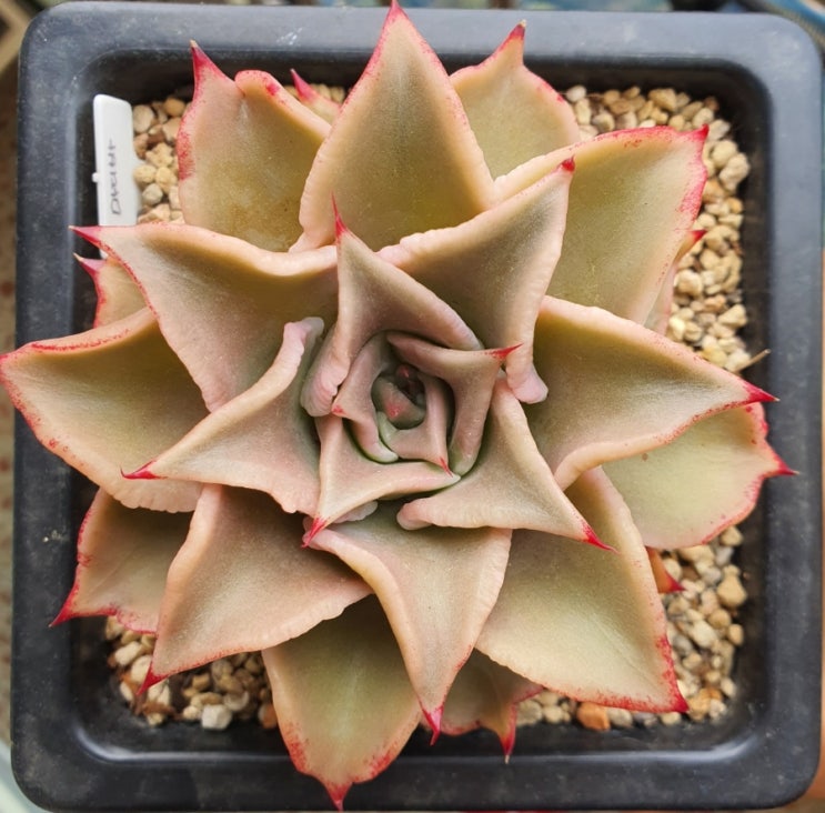  마디바, Echeveria 'Madiba'
