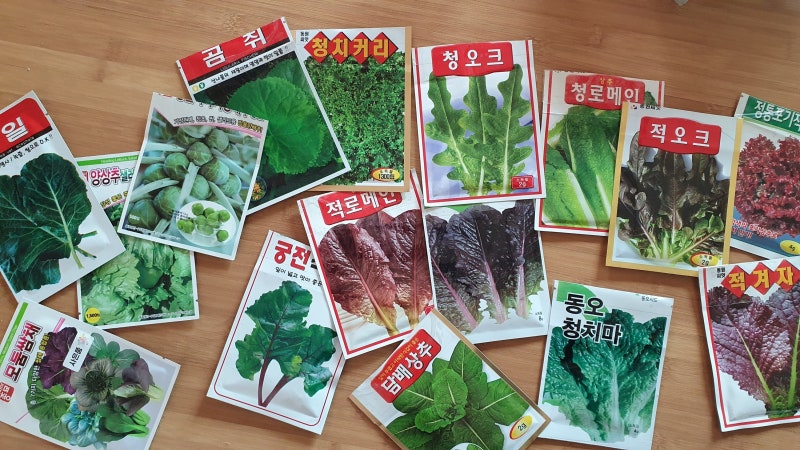 청겨자, 적겨자, 겨자맛 쌈채소키우기(모종 심는시기, 씨앗 파종시기, 수확 방법) : 네이버 블로그