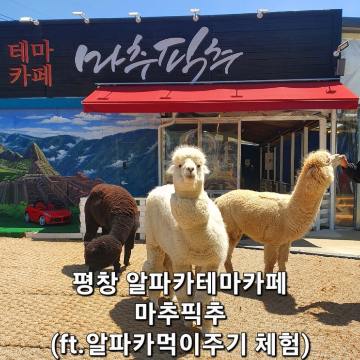 알파카체험 카페 평창 마추픽추 알파카먹이주기 꿀잼~! ^^