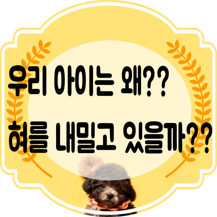  강아지 혀 내밈 메롱~하는 이유 왜 그럴까?