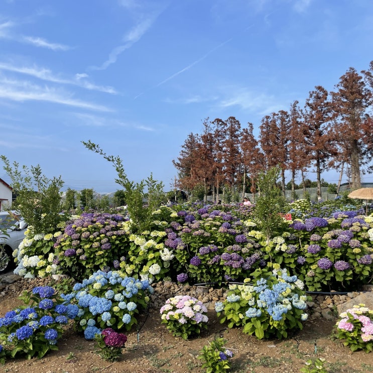 제주 수국 개화 현황 수국 많이 핀곳 : 답다니 수국밭 (6월 3일 기준)