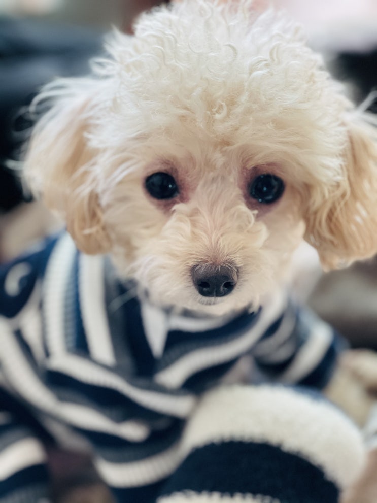  강아지 혼자두기 어떻게 연습해야 좋을까요??