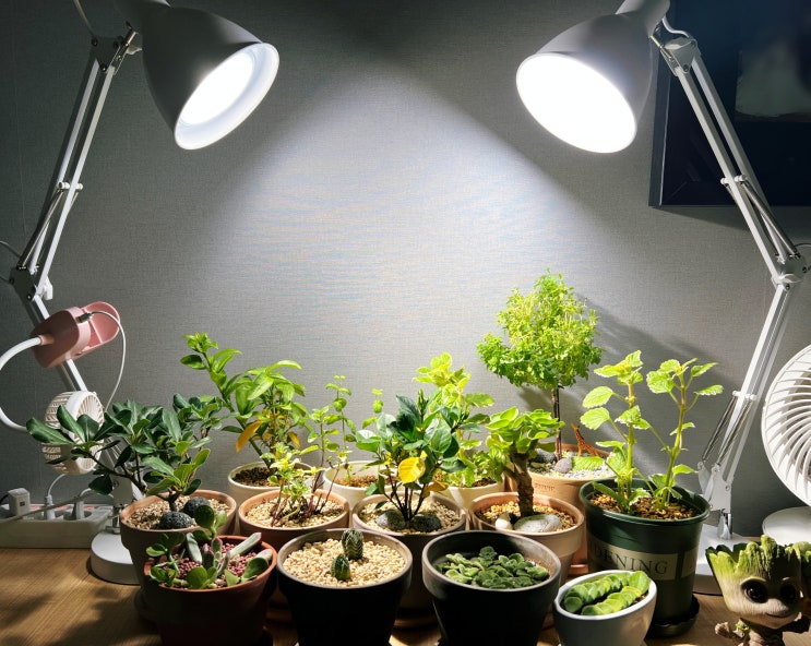 LED 식물등 조명 썬라이크 필립스 비교