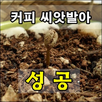 2022년 첫 수확 커피씨앗 발아 성공 2022년 첫 수확 커피씨앗 발아 성공