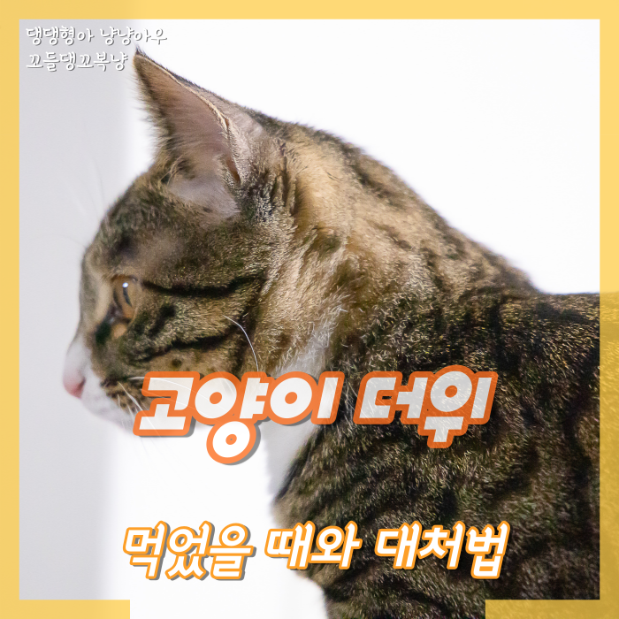  고양이 더위 먹었을 때 알 수 있을까?