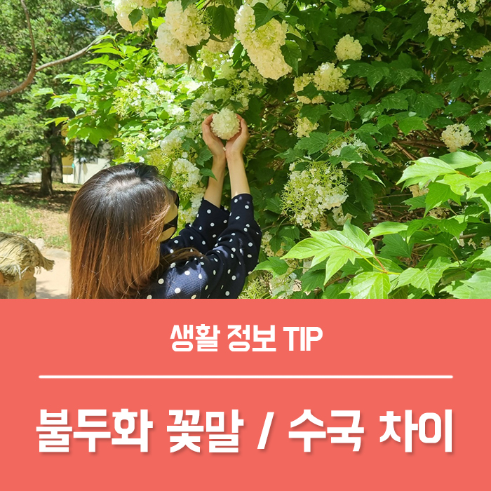  불두화 꽃말 삽목 키우기, 불두화 수국 차이