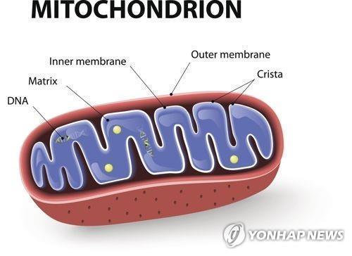  세계1천만 명이 앓는 #파킨슨병, 마침내 발병 원인 밝혀냈다.