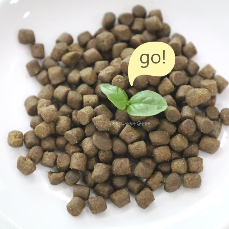  고양이 밥, 고민 중이라면? 고사료 go!