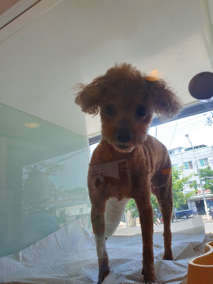  강아지 쓸개골 수술에 대해 알아보기  증상 원인과 후기 및 비용 예방법