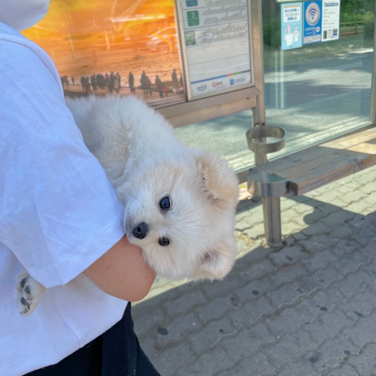  감쟈일기 1
