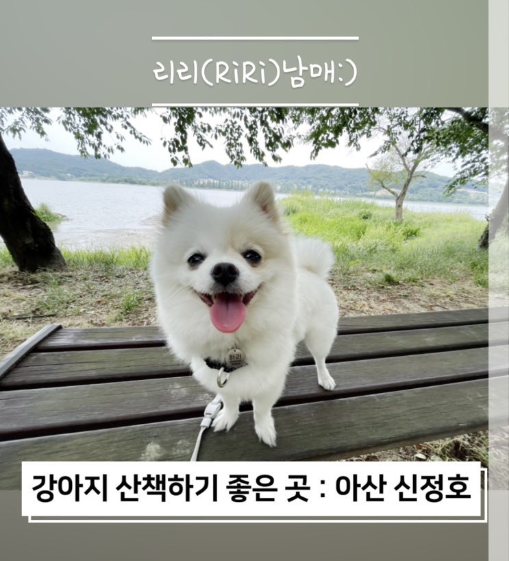  아산 신정호 강아지 산책하기 좋은 곳에서 산책했어요 !