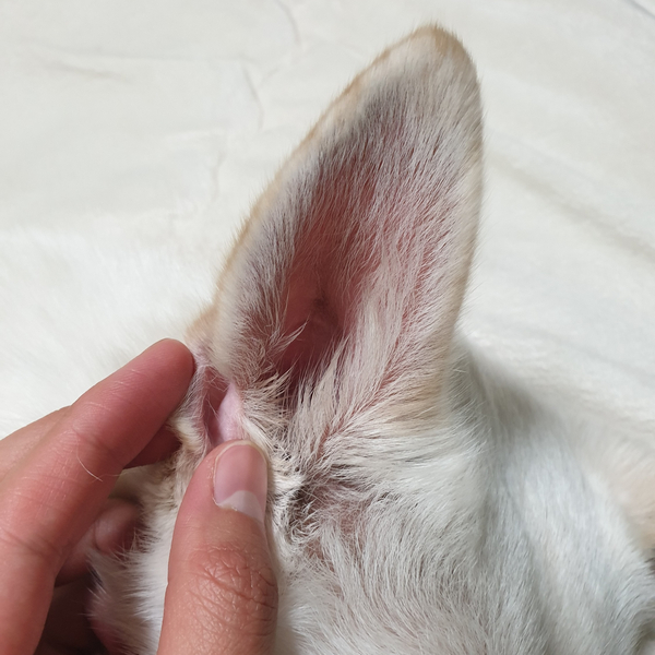 강아지 귀 모양이 신기했던 초보 보호자 강아지 귀 모양이 신기했던 초보 보호자